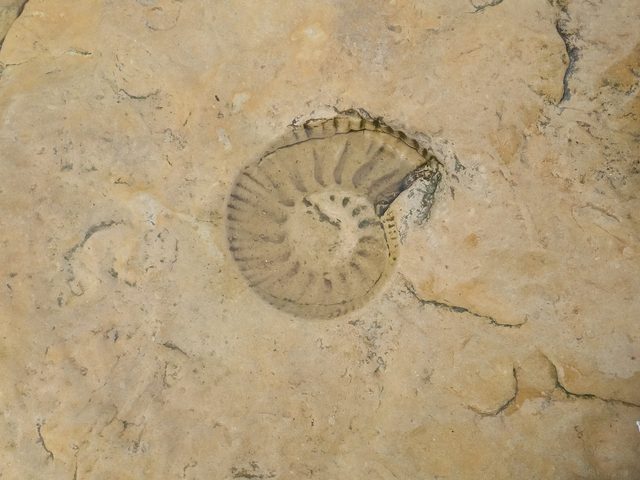 A fossil ammonite in the rock