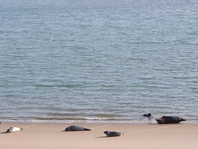 Phoques au repos sur le sable